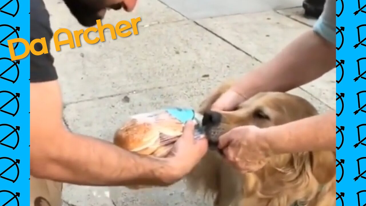 Murphy The Golden Retriever Wants The Hamburger Buns | Da Archer