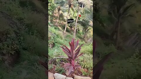 Cabo de rama Fort Goa #travel #goa #caboderama #trending #shorts