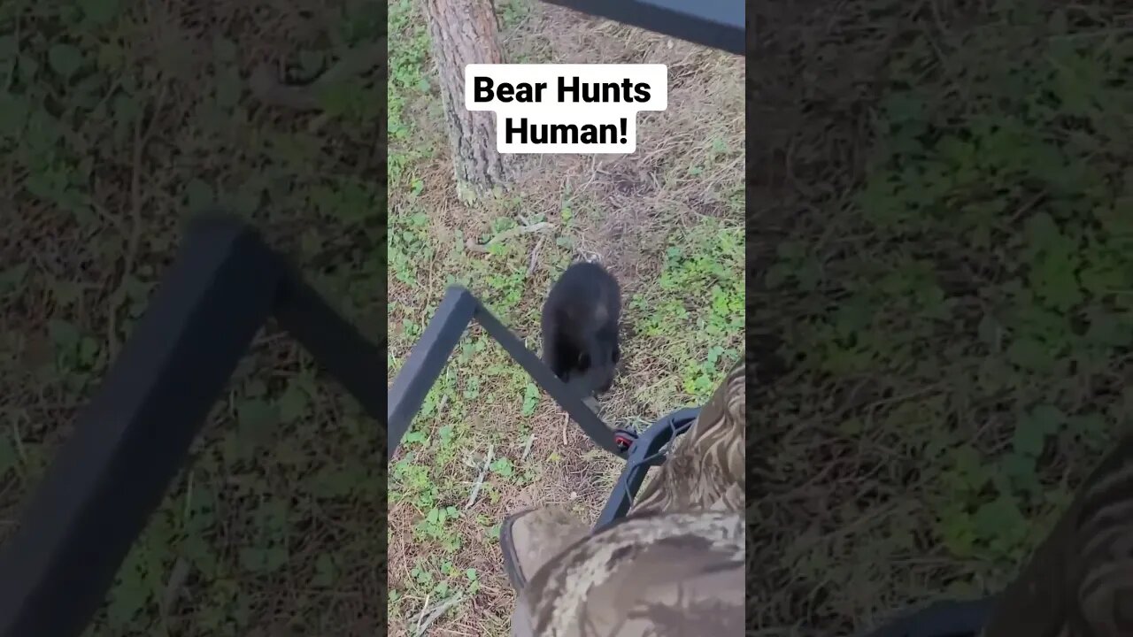 Bear Hunting Human! Who is hunting who?