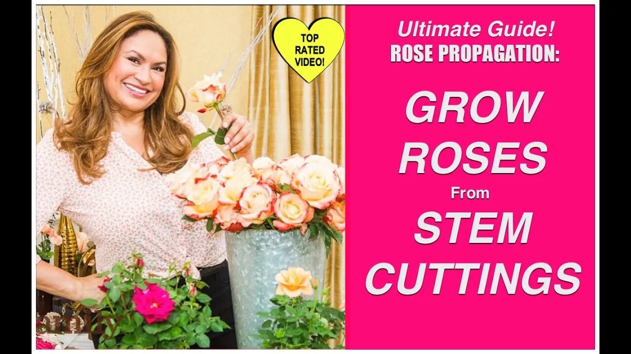 HOW TO MAKE MORE ROSE PLANTS!🌹Grow Rose Plants From Cuttings! /Shirley Bovshow