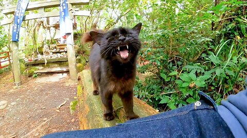 The black cat that protects the cat shrine is sweet and cute to visitors