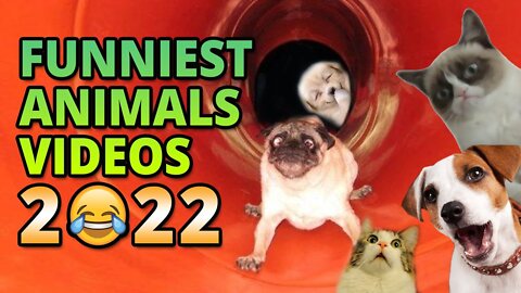 Funniest Animals Videos - Best Cute Cats😹 and Crazy Dogs🐶 Videos 2022!