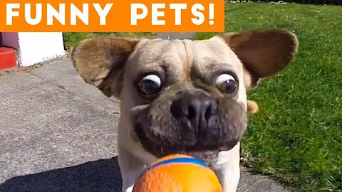 Best Cute Pets And Funny Animals Compilation #01