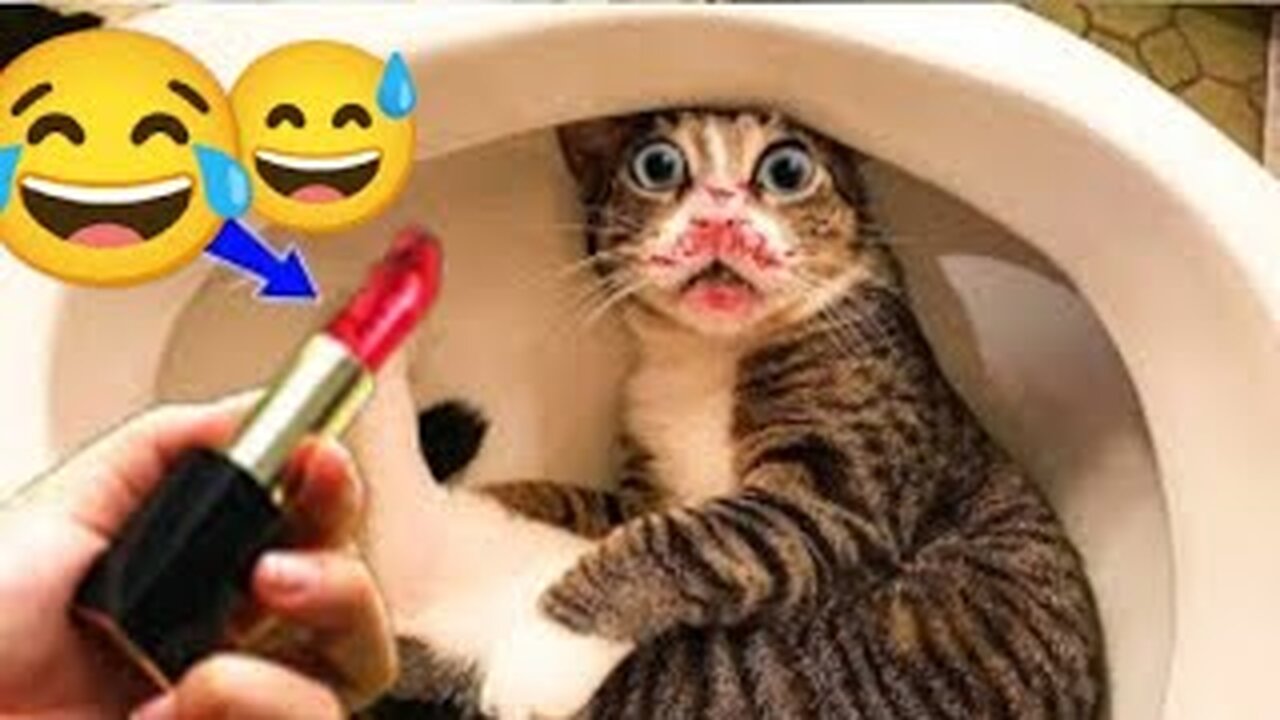 new funny animals cats and dogs videos 😂😹🐕