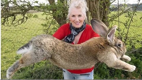 The World's Largest Rabbit Breed ! - Meet the Flemish Giant