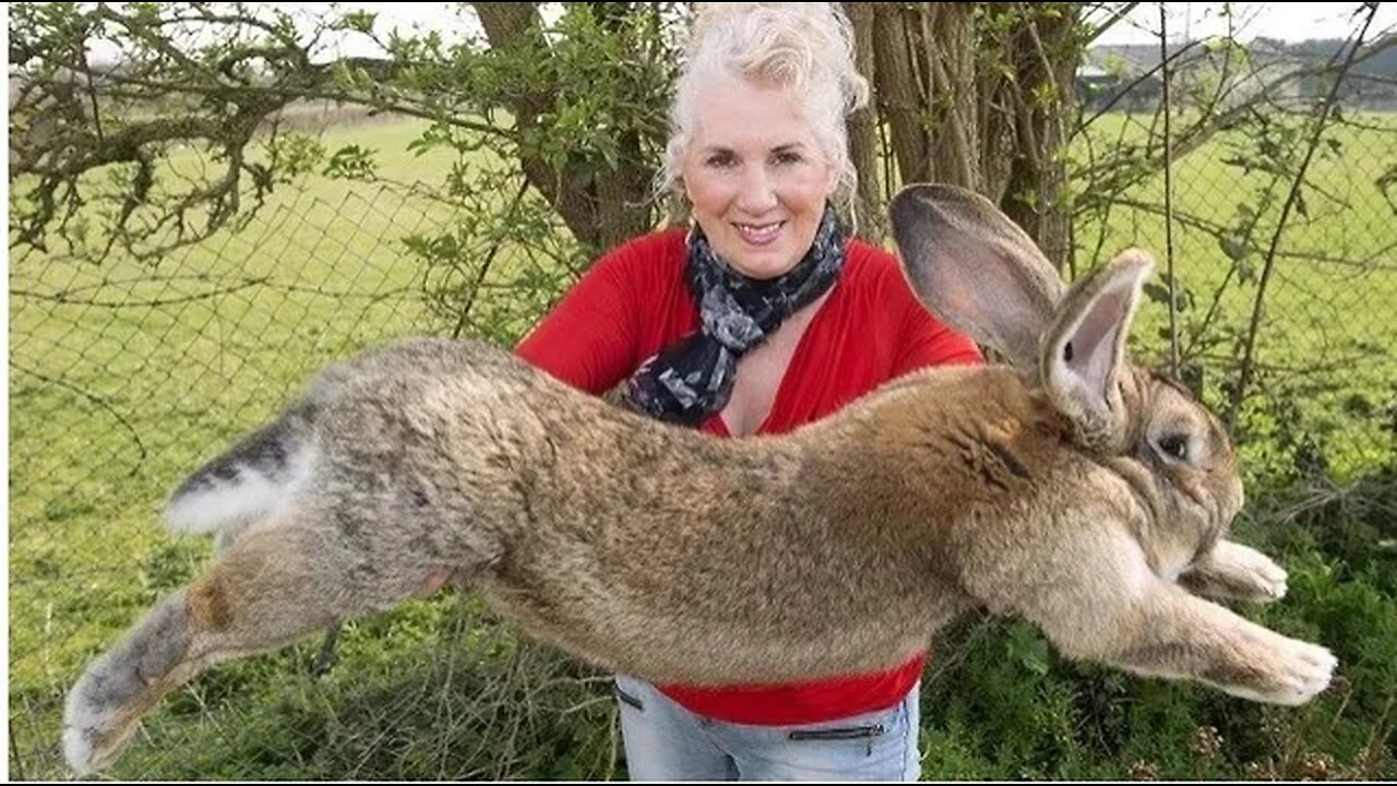 The World's Largest Rabbit Breed ! - Meet the Flemish Giant