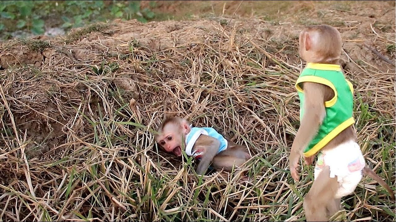 Lyly Loudly Screaming| Monkey Johny Very Panic When See Baby Lyly Cry Seizure in Grass