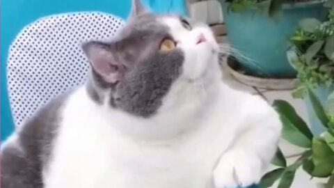 Chubby cat!!