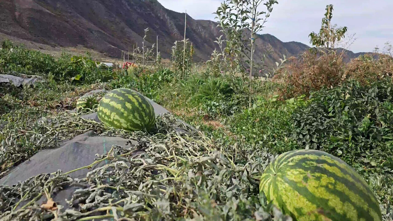 Organic Watermelons