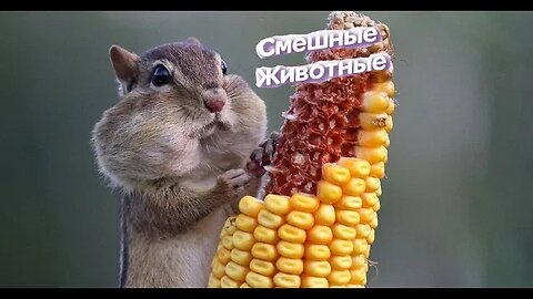 Самые смешные животные 2 выпуск