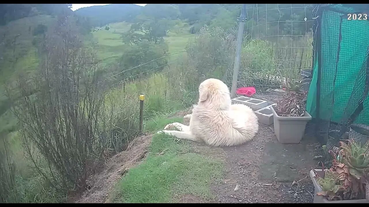 Rescue maremma relaxing. Important she feels settled