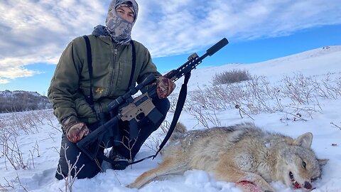 Diggity’s first coyote harvest.