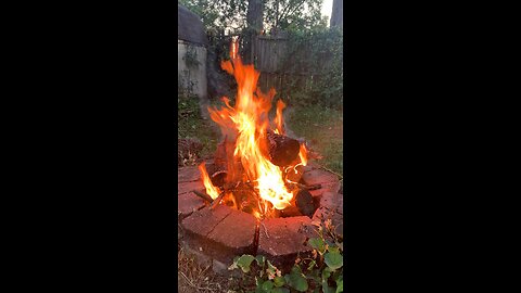 Fire nature cicadas Alabama