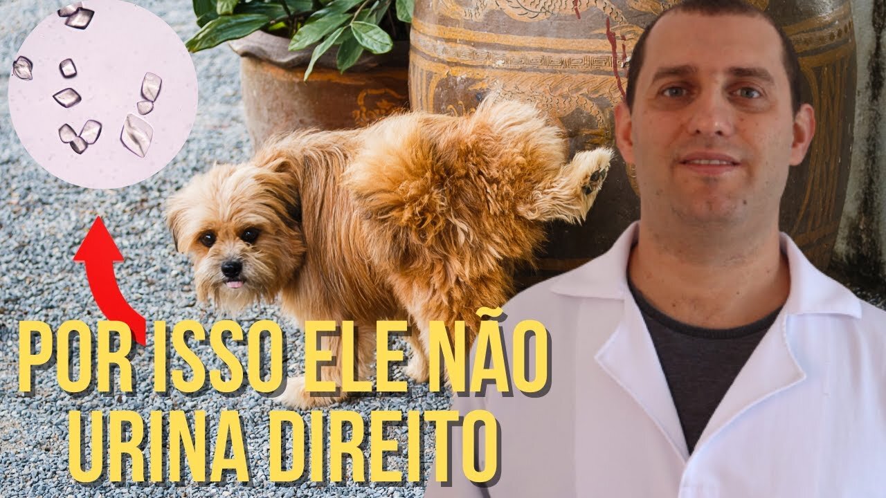 5 causas de problema urinários em cães e gatos