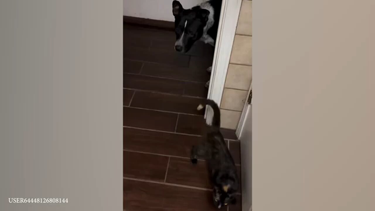 animals funny video