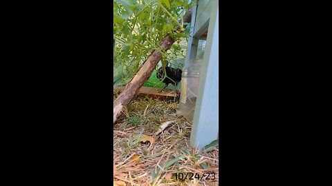 They liked this tomato plant.