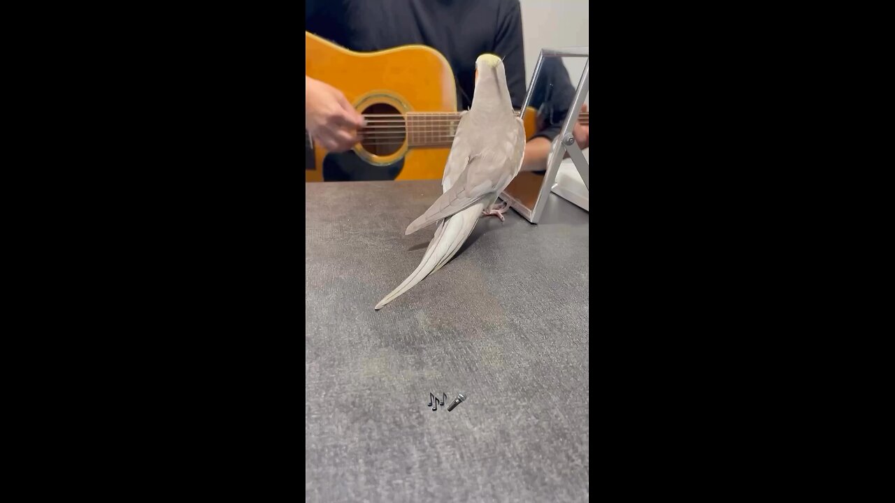 parrot dance on guitar