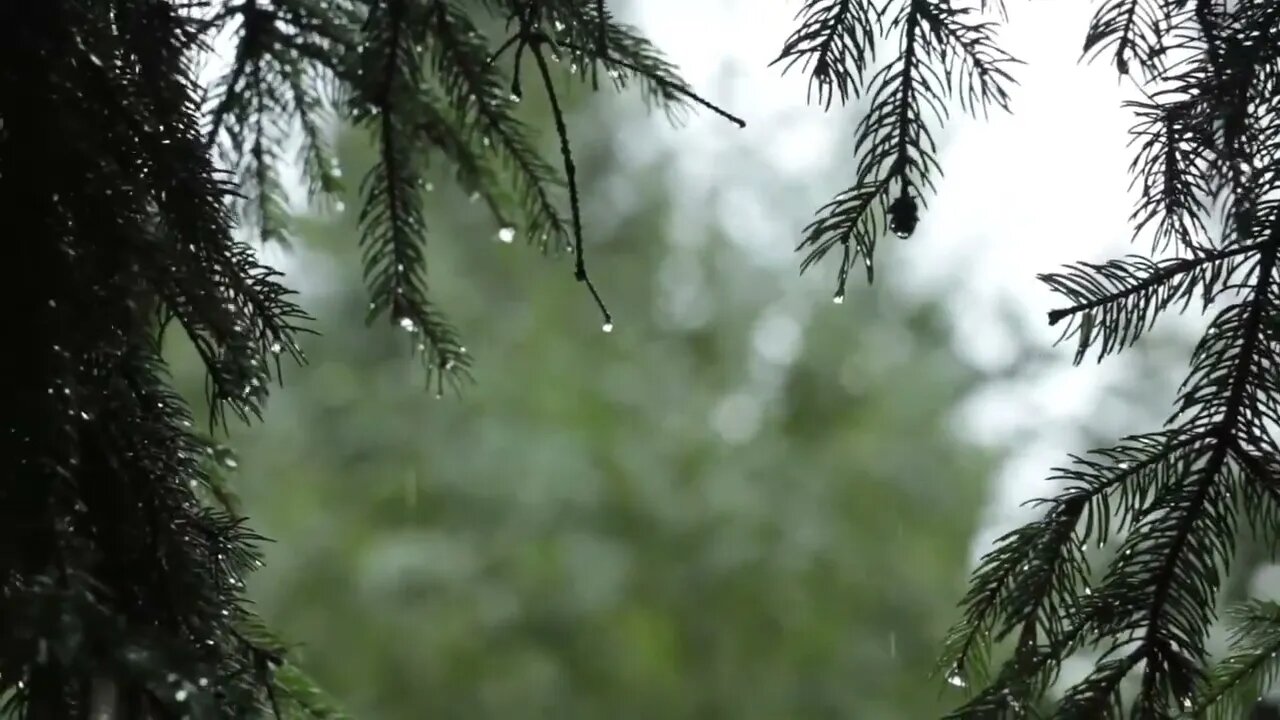 how to fall asleep [one hour of relaxing sounds of rain in the forest] (best use with headphones)