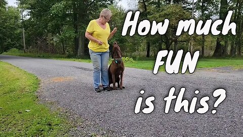 The Only Thing Better Than One Dog Is Three Dogs! Check Out My Update On How My Training Is Going!