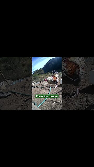 Farm surveillance camera. Frank the rooster