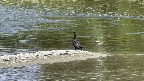 Cormorant enjoying the sun