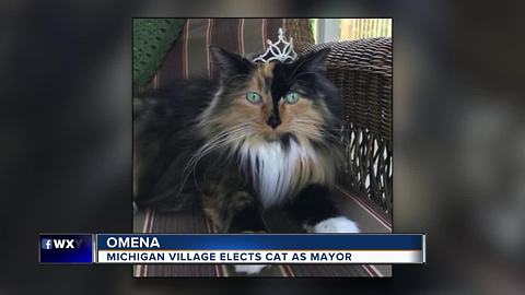 Michigan village elects cat mayor Sweet Tart to paw-ffice