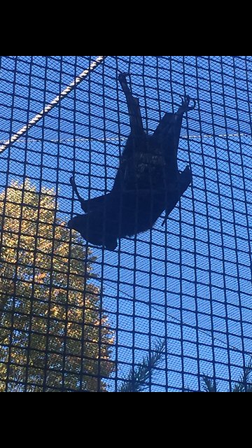 Amazing Huge Bat comes over to see us!