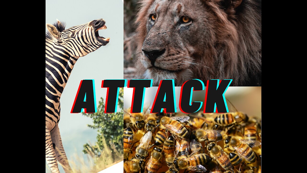 Most dangerous attacks in the wild, the African lion, the Buffalo the python