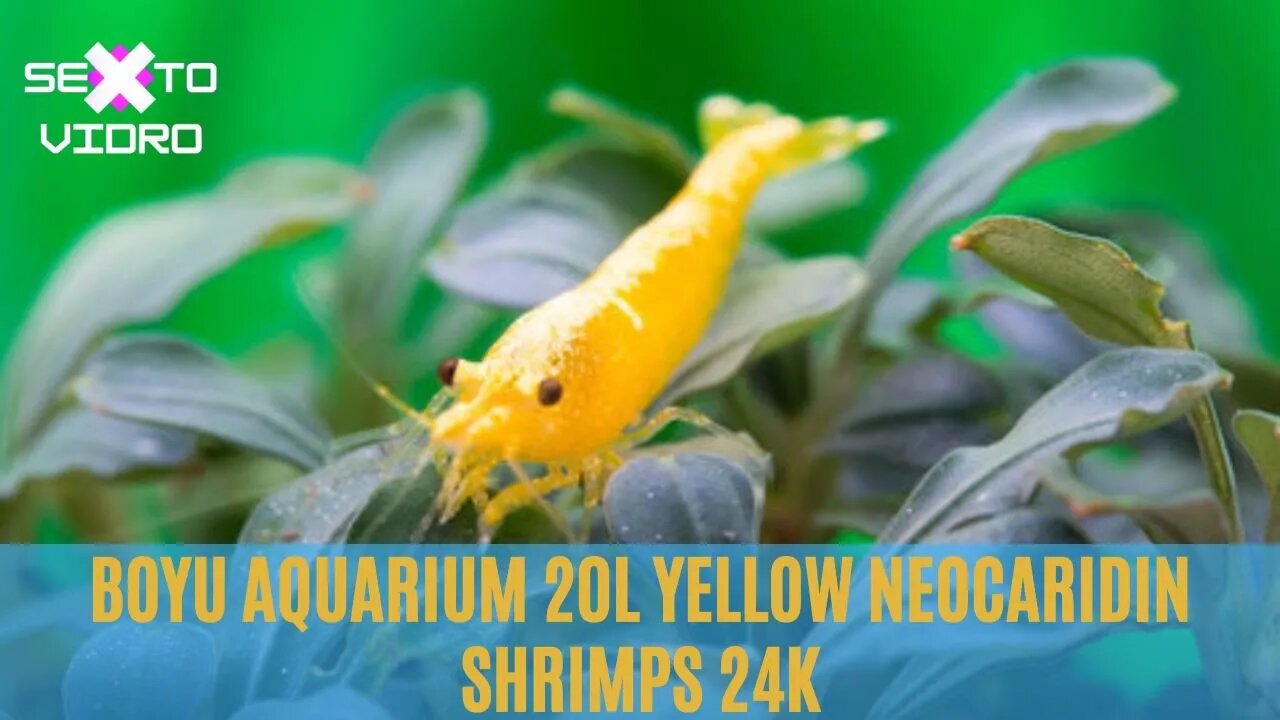 Boyu aquarium 20l yellow neocaridin shrimps 24K