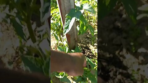 Помидоры почти готовы к сбору🍅😁|#food #tomato #farming #video #viral #viralvideo #vlog #farmer #like