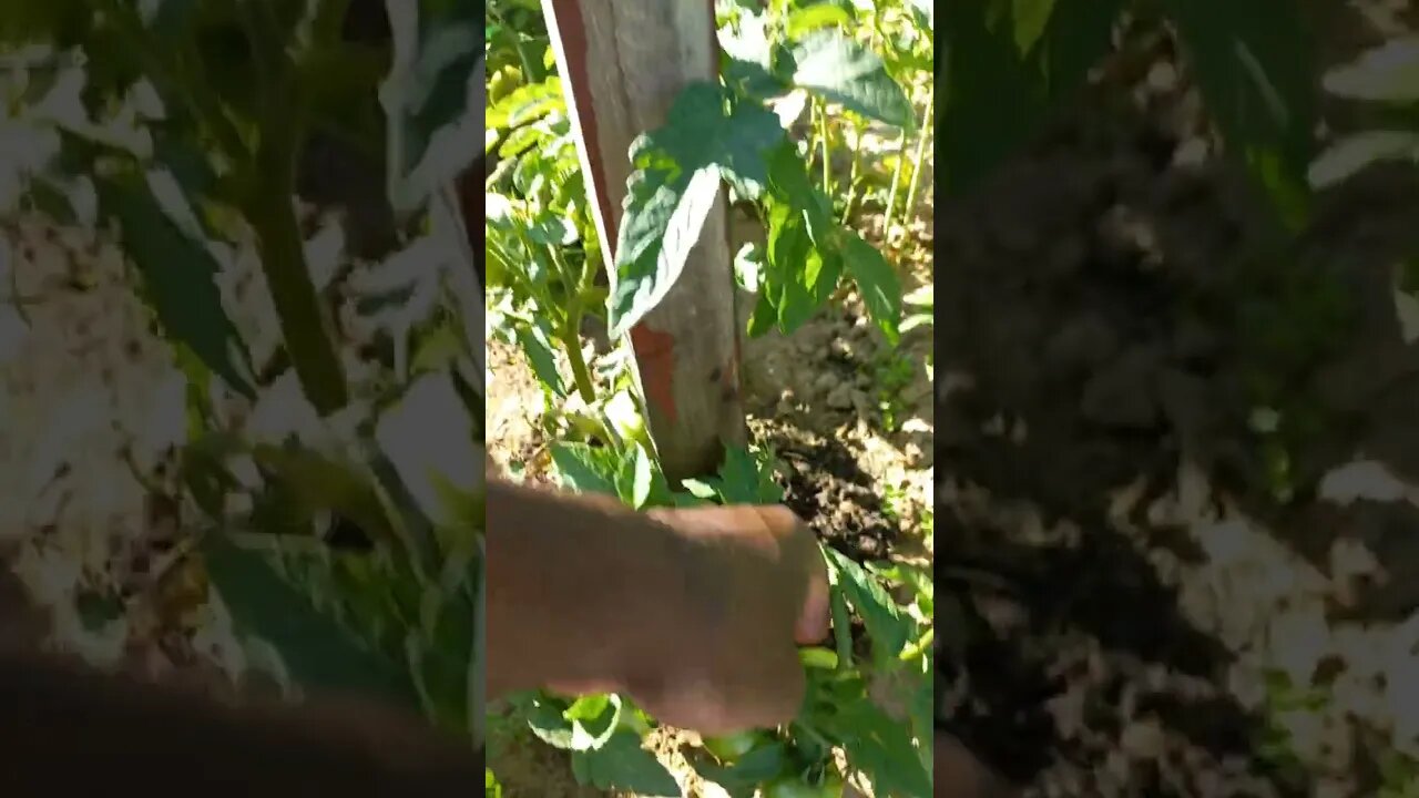 Помидоры почти готовы к сбору🍅😁|#food #tomato #farming #video #viral #viralvideo #vlog #farmer #like