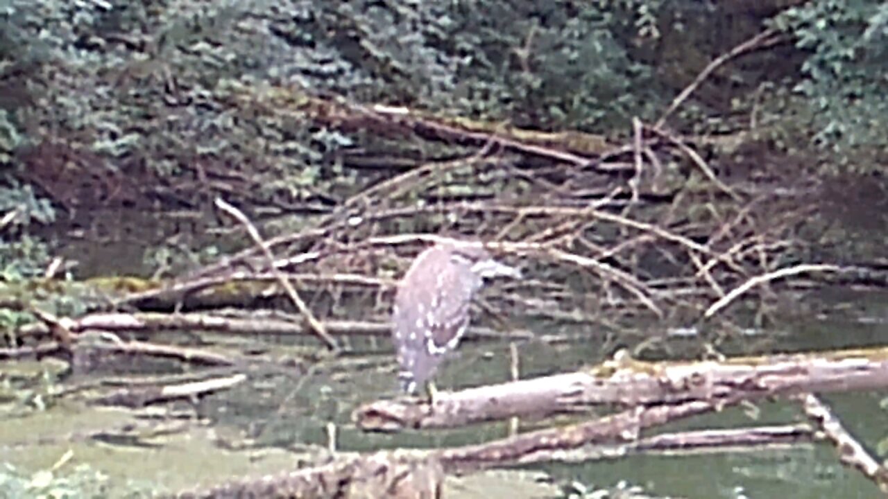 American Bittern