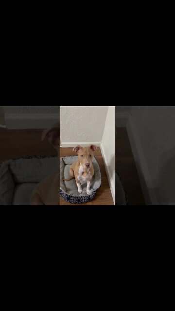 DR. ZUES is growing fast #puppy #pitbull