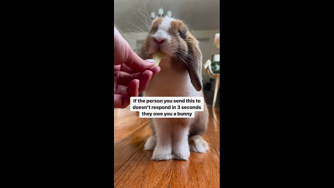 Rubbit 😍😍