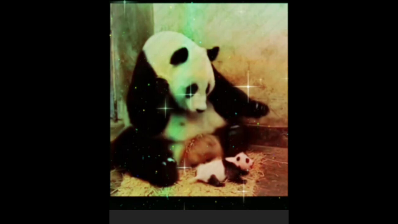 funny animal-What is this panda eating?