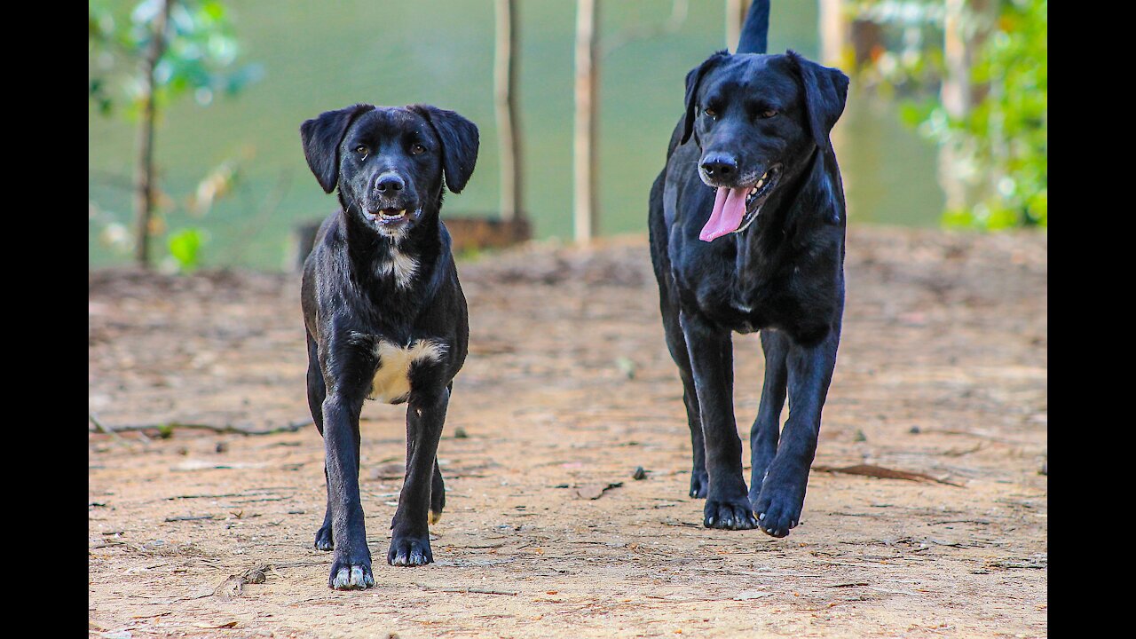 two dogs play