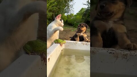 Cat vs Dog👀 #life #explore #success #alpha #lol #fun #lmao #laugh #subscribe