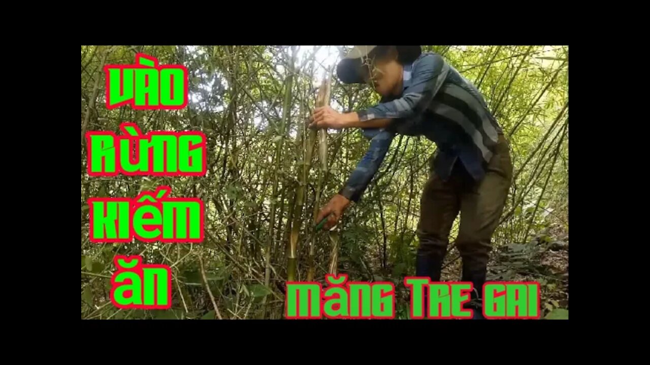 go to the forest to eat bamboo shoots at the end of the wild season sang89 vlog