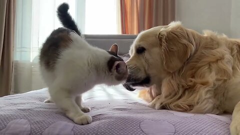 Golden Retriever Reacts to Pregnant Cat