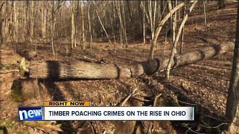 Wood poaching is a thing and state officials say it's on the rise