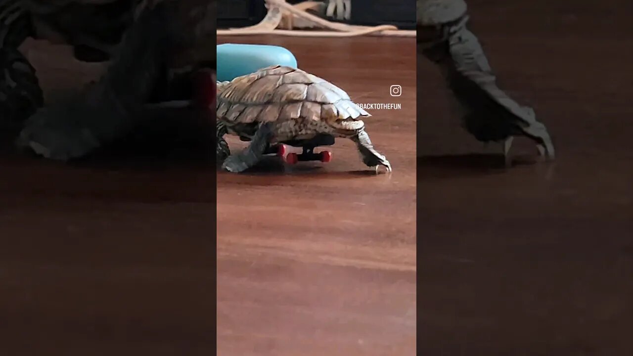 Rad Turtle #skateboarding #rad #ninjaturtles #tricks #cool #pets #awesome #airtime