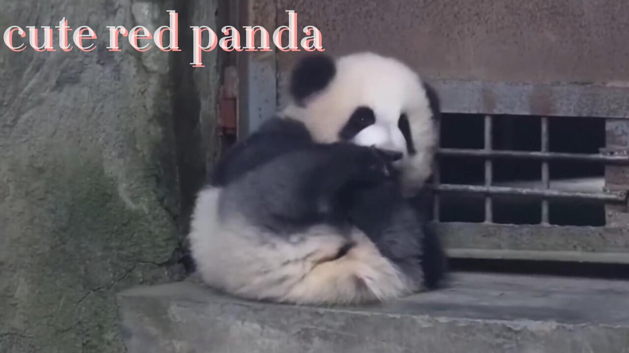 Nature's smart panda