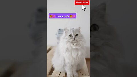 Cute cat meow 🥰💕 #shorts #catvideos #catlovers #catmeow #cat