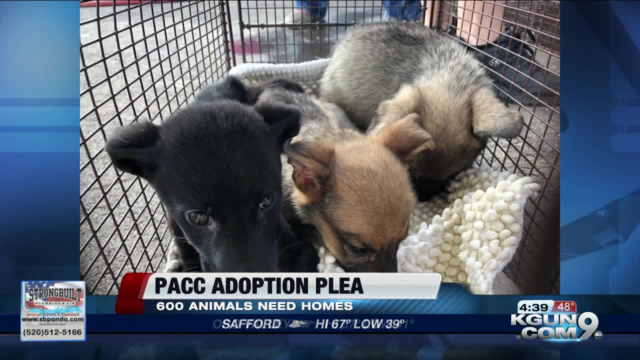 PACC takes in more than a dozen dogs after owner was evicted