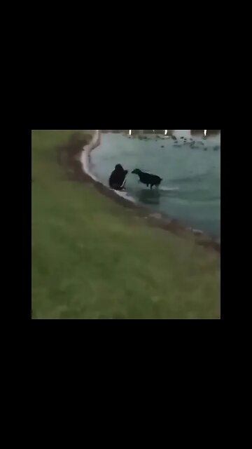 Oh no 😦 walking with dog 🐕 failed 🤣