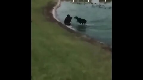 Oh no 😦 walking with dog 🐕 failed 🤣