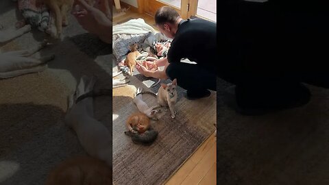 My Friends Cats, A Family Of Orientals