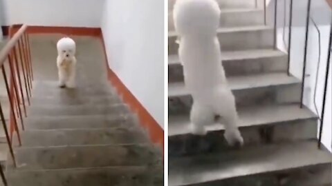 Puppy climbs the stairs strangely😅