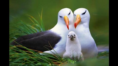 Amazing Nature | Beautiful Birds