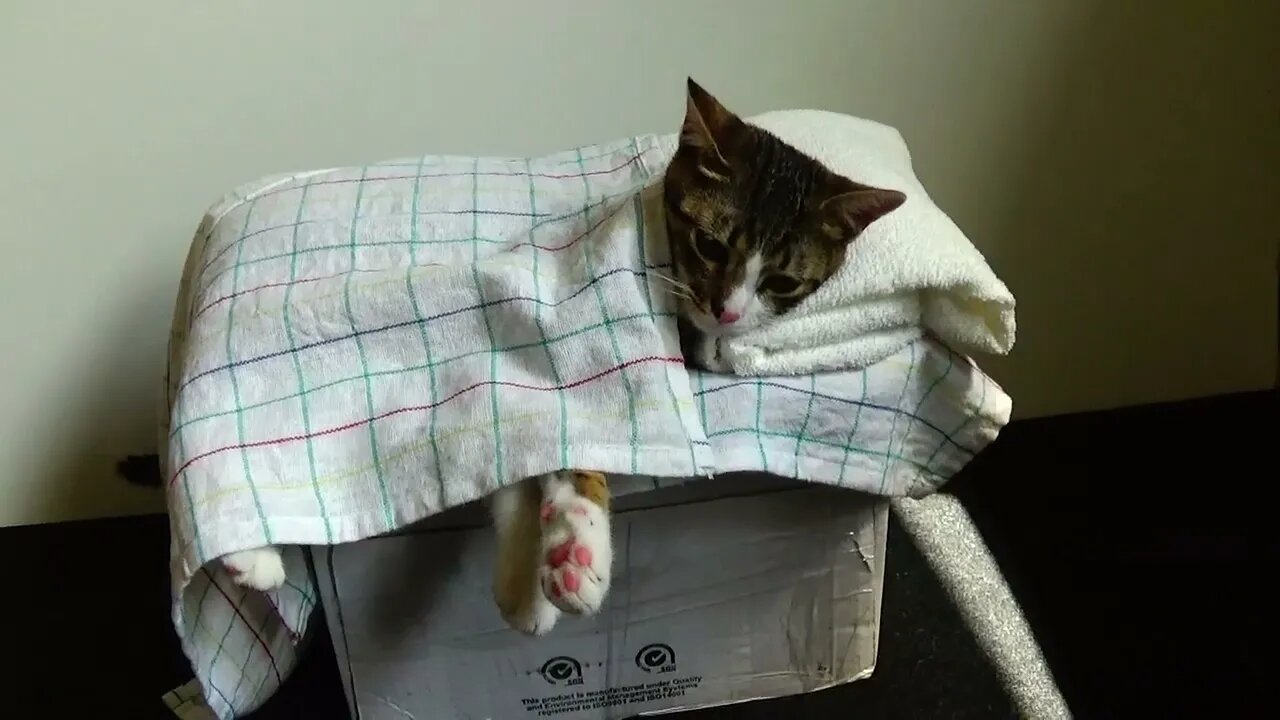 Funny Kitten Has His Own Little Bed